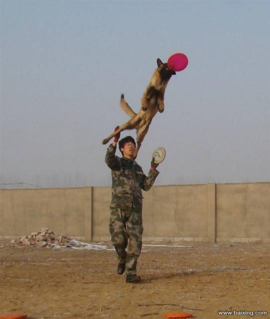马犬多少钱一只？马犬价格，马犬图片