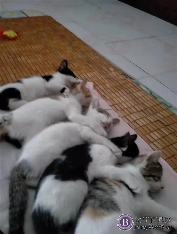 小猫领养